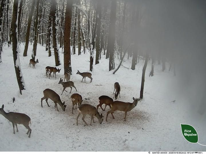 На підгодівельний майданчик у Бережанському надлісництві, що на Тернопільщині, прийшов гурт козуль